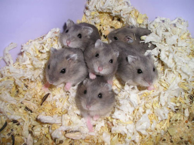 NACIMIENTO DE LOS 7 BEBES DE MIS HAMSTERS