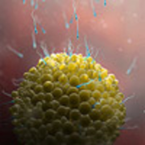 Week 3: Cells Join, Divide - New life begins