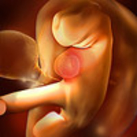 Week 5: The embryonic stage begins