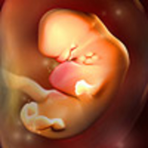 Week 6: The heart begins to beat