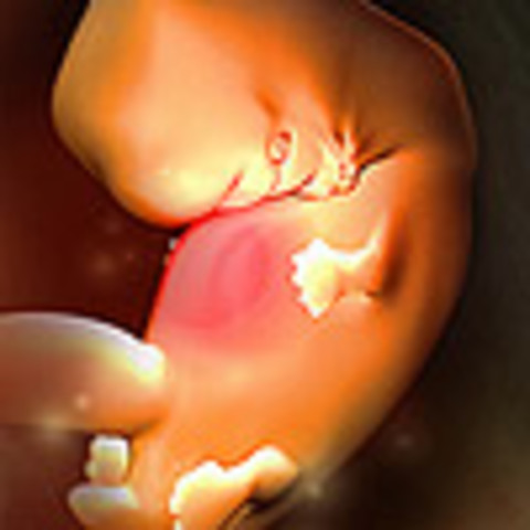 Week 7: Arms and legs begin to grow