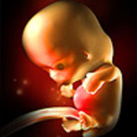 Week 10: Embryo is now a Fetus
