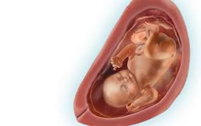 Week Thirty Two: Reproductive Development Continues