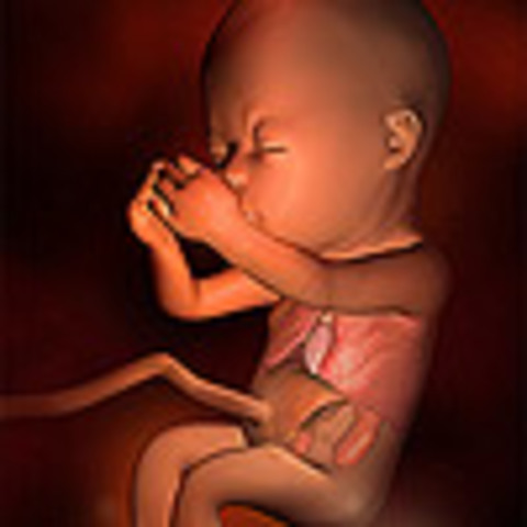 Week 17: Fat accumulates