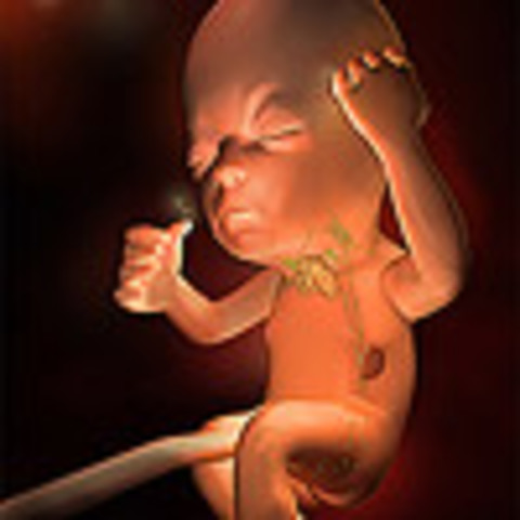 Week 26: Second trimester ends this week