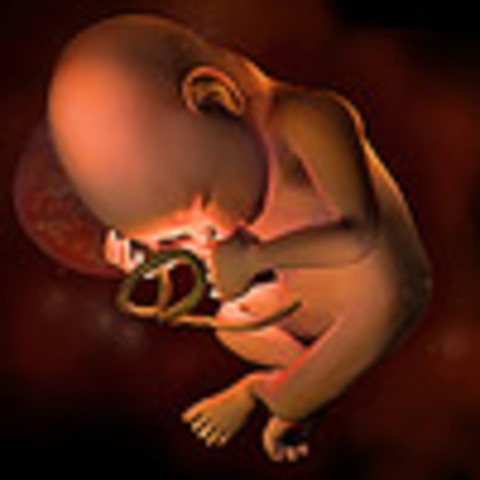 Week 30: Weeks, Months and Trimesters Guides