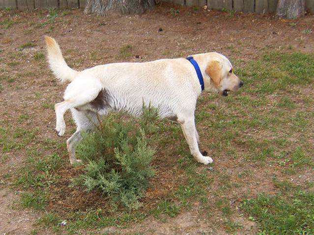 I had my first mascot