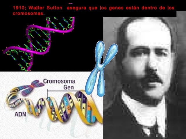 La hipótesis de Walter Sutton.