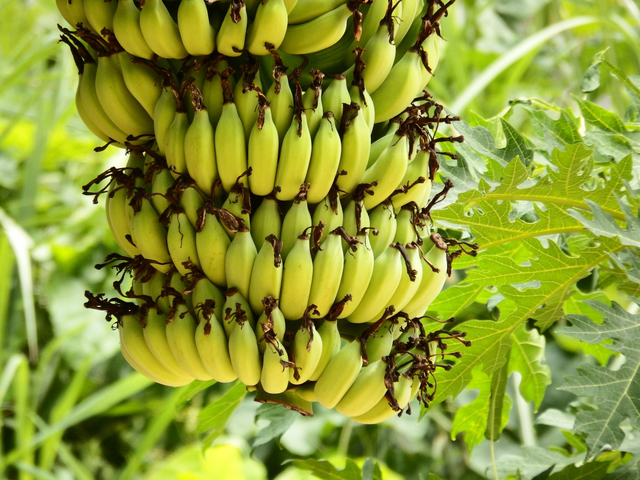 Disease Resistant Bananas