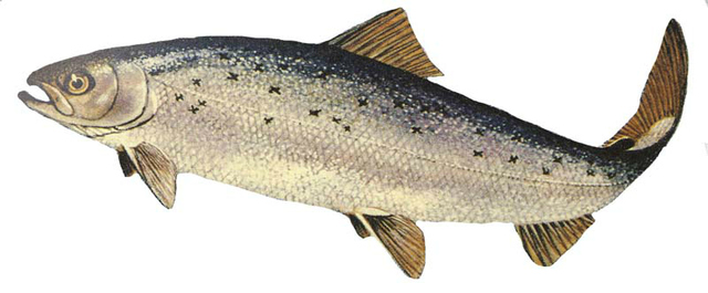Genetically Modified Salmon (Alaska)