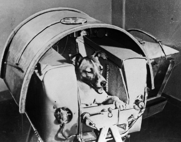 Primer animal en el Espacio