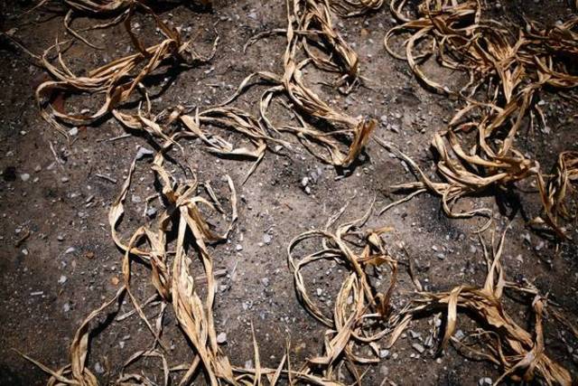 Mislukte oogst Belgie