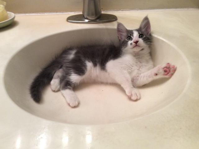 Luna came to my house