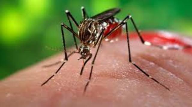The Zika Virus Is First Discovered