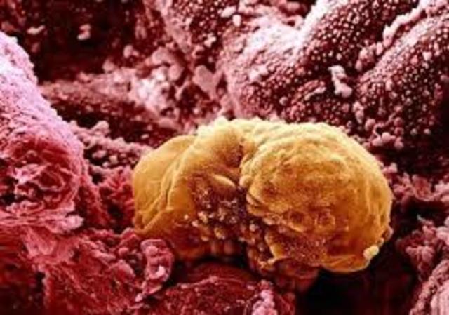 Rapid cell splitting