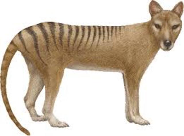 TASMANIAN TIGER