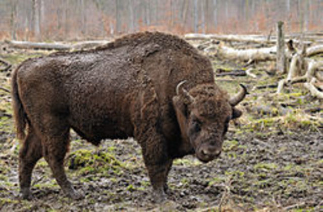BISON CAUCASION