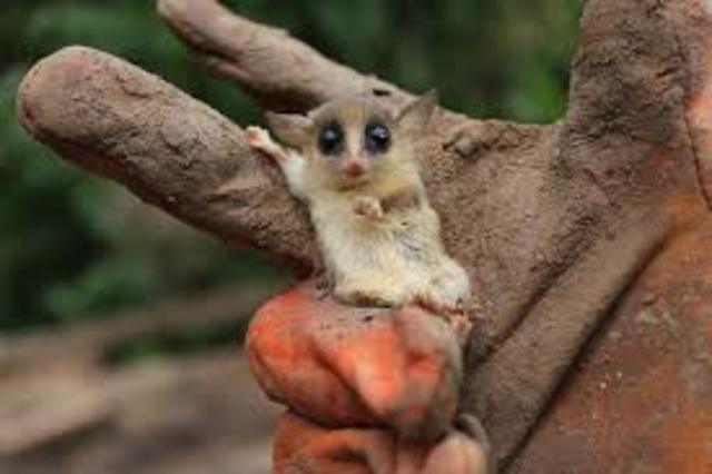 MARMOSA GROALRED WIND