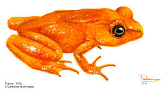 GOLDEN FROG