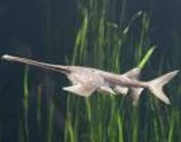 PADDLEFISH YANGTZE