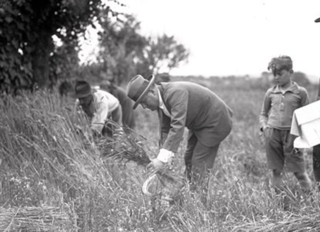 Battle of Wheat 1925-35:
