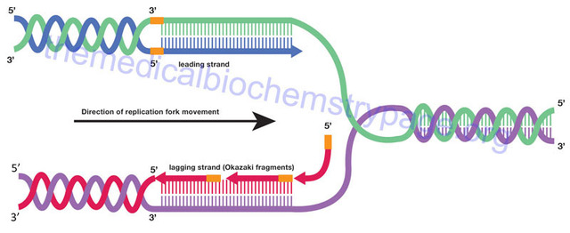 Las enzimas de transcripción del ADN.