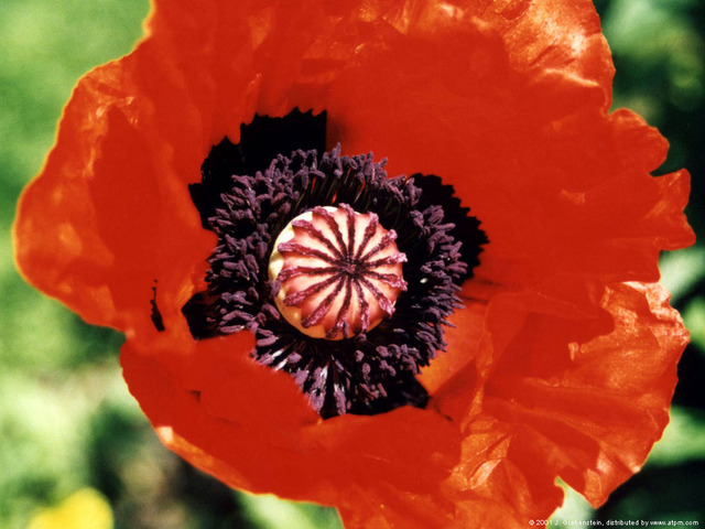 China and Britain clash in the Opium War