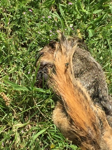 Hank's first day of progress