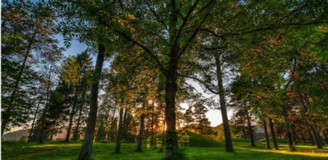 Dia del arce (Canada)
