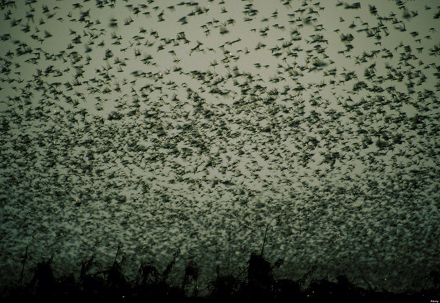 February 2002: The Locusts