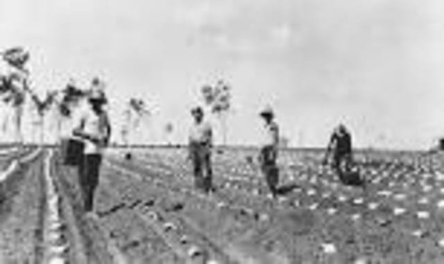 The Civilian Conservation Corps