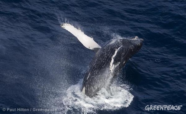 Commercial whaling ban