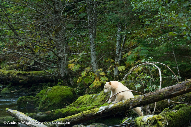 Great Bear Rainforest gets protection