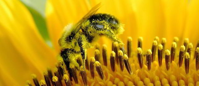 Johann Dzierzon, a Polish apiculturist, devised the first practical movable-comb beehive.