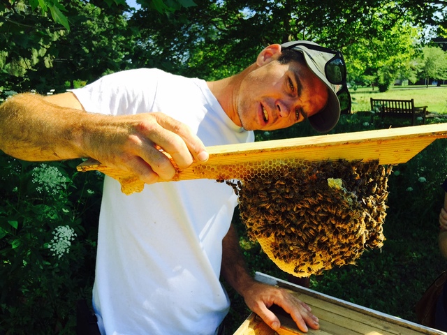 George Wheler – an English clergyman and travel writer, discovers and describes Greek hives