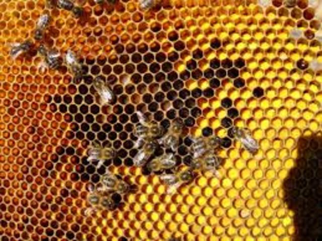 China dumped honey into the american economy