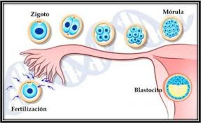 etapas de crecimiento