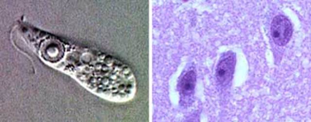 ANIMALES EVOLUCIONADOS