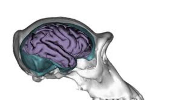 ANIMALES CON CORTEZA CEREBRAL