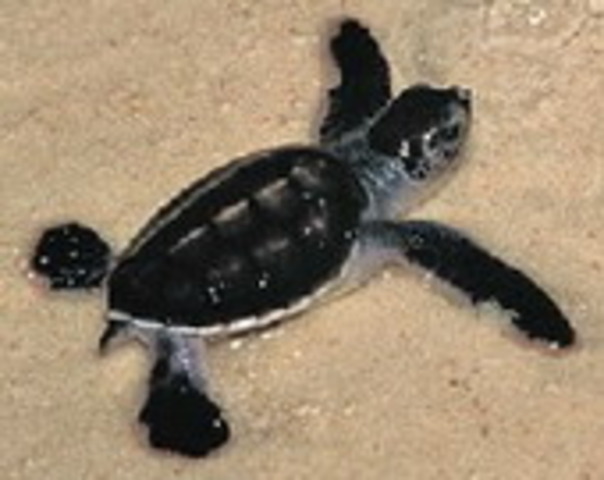 Sea Turtle Society Earth Day Carnival