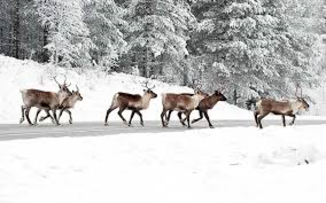 Los primeros animales domésticos