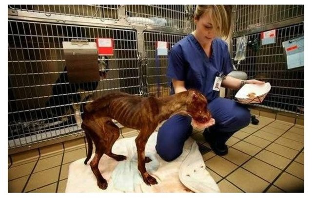 Acompañamiento profesional