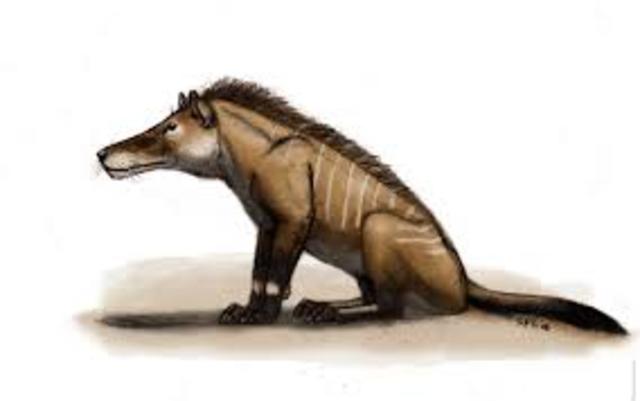 Importancia del perro