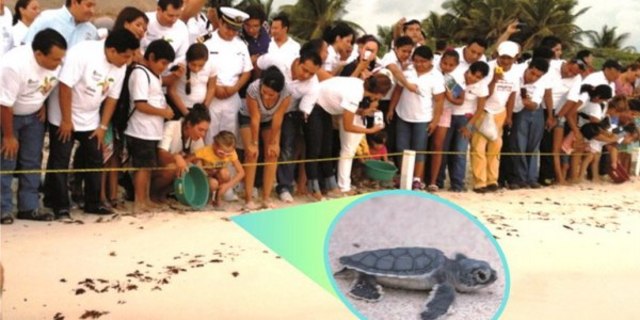 el festival de la tortuga