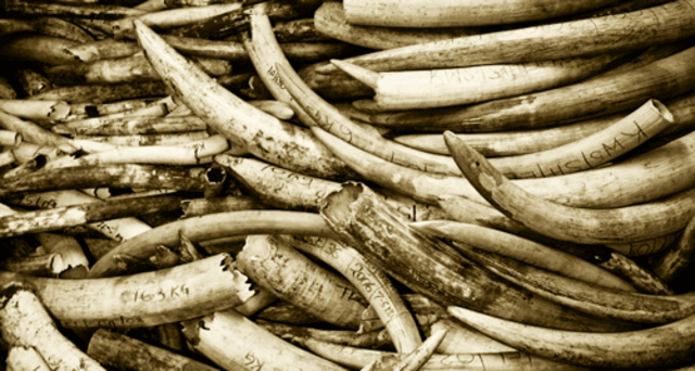Two arrested in India for ivory selling