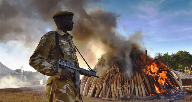 KENYA LIGHTS WORLD’S BIGGEST IVORY BONFIRE