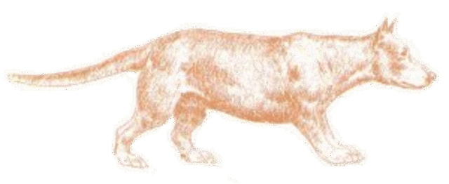 el Daphoenus