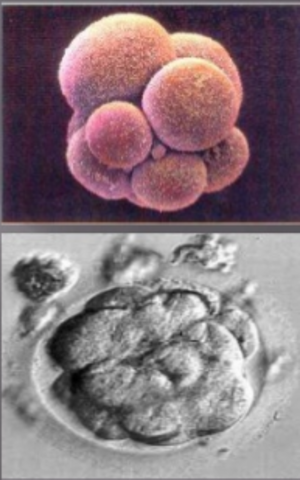 Segmentación celular DIA 3