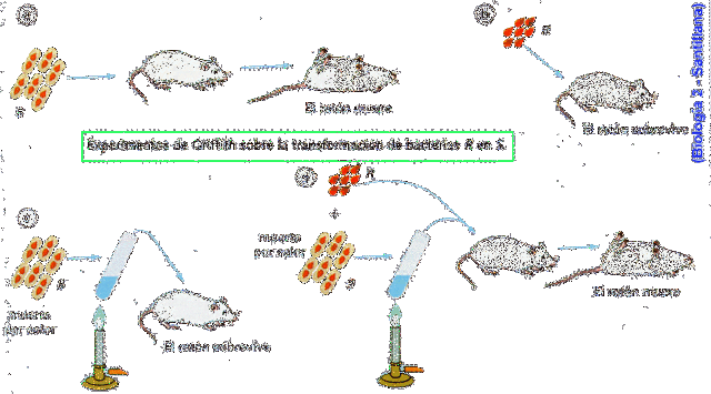 El "factor transformante"