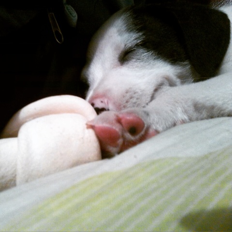 Visita al veterinario y primera vacuna